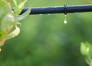 Arrosage goutte à goutte